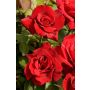 STORBLOMMIG ROS ROSA EROTIKA 1-PACK