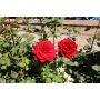 STORBLOMMIG ROS ROSA EROTIKA 1-PACK