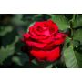 STORBLOMMIG ROS ROSA EROTIKA 1-PACK