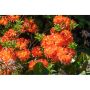 AZALEA KNAPHILL GIBRALTAR RÖDORANGE 30-40CM KRUKODLAD 3-PACK