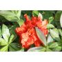 AZALEA KNAPHILL GIBRALTAR RÖDORANGE 30-40CM KRUKODLAD 3-PACK