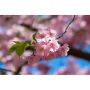 HÖGSTAMSTRÄD BERGKÖRSBÄR ROSA 220-250CM STAMOMFÅNG 6-8CM