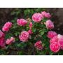 BUSKROS ROSA LEONARDO DA VINCI 1-PACK