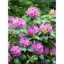 RHODODENDRON PARK ROSEUM ELEGANS LILA 40-50CM KRUKODLAD 3-PACK
