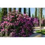 RHODODENDRON PARK ROSEUM ELEGANS LILA 40-50CM KRUKODLAD 3-PACK