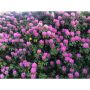 RHODODENDRON PARK ROSEUM ELEGANS LILA 40-50CM KRUKODLAD 3-PACK