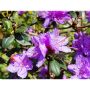 RHODODENDRON TUVALPROS LILA 20-25CM KRUKODLAD 3-PACK