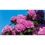 RHODODENDRON PARK ROSEUM ELEGANS LILA 40-50CM KRUKODLAD 10-PACK