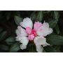 RHODODENDRON KOICHIRO WADA ROSAVIT 20-25CM KRUKODLAD 10-PACK