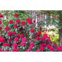RHODODENDRON PARK NOVA ZEMBLA RÖDROSA 40-50CM KRUKODLAD 3-PACK