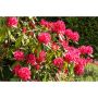RHODODENDRON PARK NOVA ZEMBLA RÖDROSA 40-50CM KRUKODLAD 3-PACK