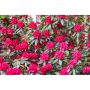 RHODODENDRON PARK NOVA ZEMBLA RÖDROSA 40-50CM KRUKODLAD 5-PACK