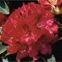 RHODODENDRON PARK NOVA ZEMBLA RÖDROSA 40-50CM KRUKODLAD 5-PACK