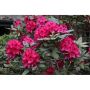 RHODODENDRON PARK NOVA ZEMBLA RÖDROSA 40-50CM KRUKODLAD 5-PACK