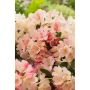 RHODODENDRON PERCY WISEMAN ROSA 25-30CM KRUKODLAD 5-PACK