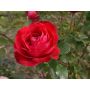 BUSKROS ROSA CARL PHILIP 1-PACK