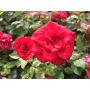 BUSKROS ROSA CARL PHILIP 1-PACK