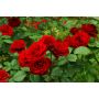 BUSKROS ROSA CARL PHILIP 1-PACK