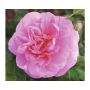 BUSKROS ROSA GERTRUDE JEKYLL1-PACK 