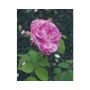 BUSKROS ROSA GERTRUDE JEKYLL1-PACK 