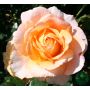 STORBLOMMIG ROS SCENTED MEMORY