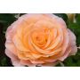 STORBLOMMIG ROS SCENTED MEMORY