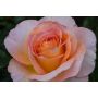 STORBLOMMIG ROS SCENTED MEMORY