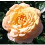 STORBLOMMIG ROS SCENTED MEMORY