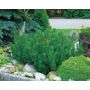 BARRVÄXT BERGTALL PINUS MUGO VAR MUGO 3-PACK