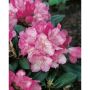 RHODODENDRON POLARIS ROSA 25-30CM KRUKODLAD 10-PACK