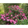 RHODODENDRON POLARIS ROSA 25-30CM KRUKODLAD 10-PACK
