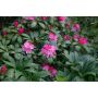 RHODODENDRON POLARIS ROSA 25-30CM KRUKODLAD 10-PACK
