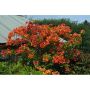 AZALEA KNAPHILL GIBRALTAR RÖDORANGE 30-40CM KRUKODLAD 5-PACK