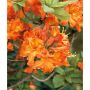 AZALEA KNAPHILL GIBRALTAR RÖDORANGE 30-40CM KRUKODLAD 10-PAC