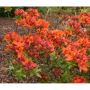 AZALEA KNAPHILL GIBRALTAR RÖDORANGE 30-40CM KRUKODLAD 10-PAC