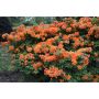 AZALEA KNAPHILL GOLDEN EAGLE ORANGE/GUL 30-40CM KRUKODLAD 3-PACK