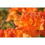 AZALEA KNAPHILL GOLDEN EAGLE ORANGE/GUL 30-40CM KRUKODLAD 3-PACK