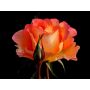 RABATTROS ROSA FLORA DANICA 1-PACK
