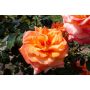 RABATTROS ROSA FLORA DANICA 1-PACK