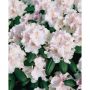 RHODODENDRON SCHNEEKRONE VITROSA 25-30CM KRUKODLAD 10-PACK