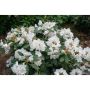 RHODODENDRON SCHNEEKRONE VITROSA 25-30CM KRUKODLAD 10-PACK