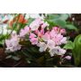 RHODODENDRON SILBERWOLKE VITROSA 25-30CM KRUKODLAD 5-PACK