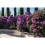 RHODODENDRON PARK ROSEUM ELEGANS LILA 40-50CM KRUKODLAD 5-PACK