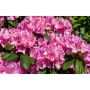 RHODODENDRON PARK ROSEUM ELEGANS LILA 40-50CM KRUKODLAD 5-PACK