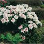 RHODODENDRON KOICHIRO WADA ROSAVIT 20-25CM KRUKODLAD 5-PACK