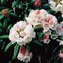 RHODODENDRON KOICHIRO WADA ROSAVIT 20-25CM KRUKODLAD 5-PACK