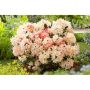 RHODODENDRON PERCY WISEMAN ROSA 25-30CM KRUKODLAD 3-PACK 