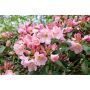 RHODODENDRON PERCY WISEMAN ROSA 25-30CM KRUKODLAD 3-PACK 