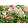 RHODODENDRON PERCY WISEMAN ROSA 25-30CM KRUKODLAD 10-PACK