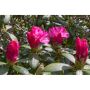 RHODODENDRON POLARIS ROSA 25-30CM KRUKODLAD 3-PACK